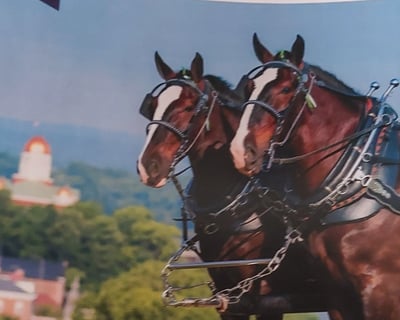 30-Minute Carriage Tour of Hermann Farm