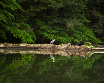 15-Mile Kinzua Dam to Buckaloons Kayak Trip