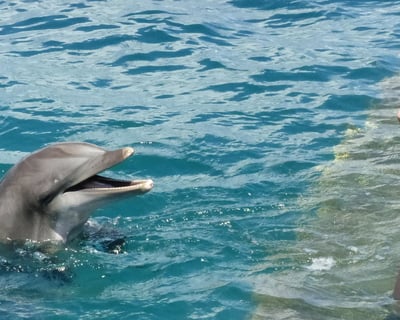Shallow-Water Dolphin Encounter in St. Thomas