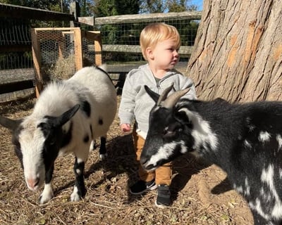 Private Farm Animal Husbandry Session