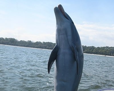 1.5-Hour Dolphin Cruise in Hilton Head