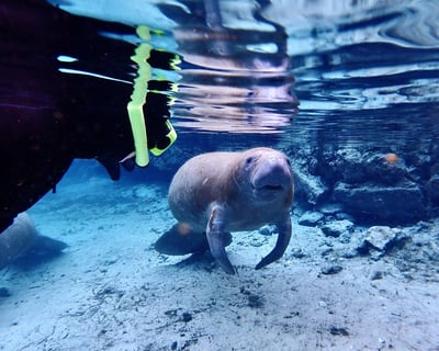 Private 3-Hour Manatee Swim Tour in Crystal River