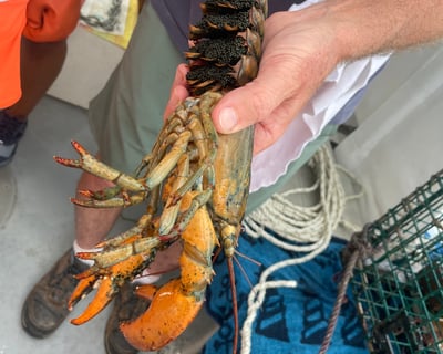 Casco Bay Lobstering & Wildlife Cruise