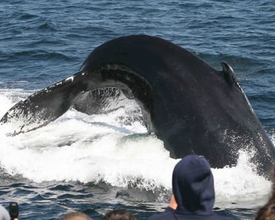 Narrated Whale Watching Cruise From Gloucester