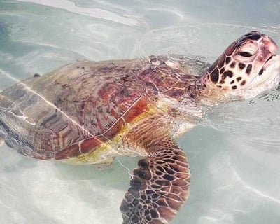 Sandbar Charter Cruise in Kaneohe Bay