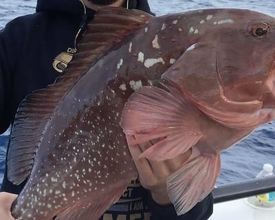 Ride a 12-Hour Deep Sea Fishing Trip in Madeira Beach