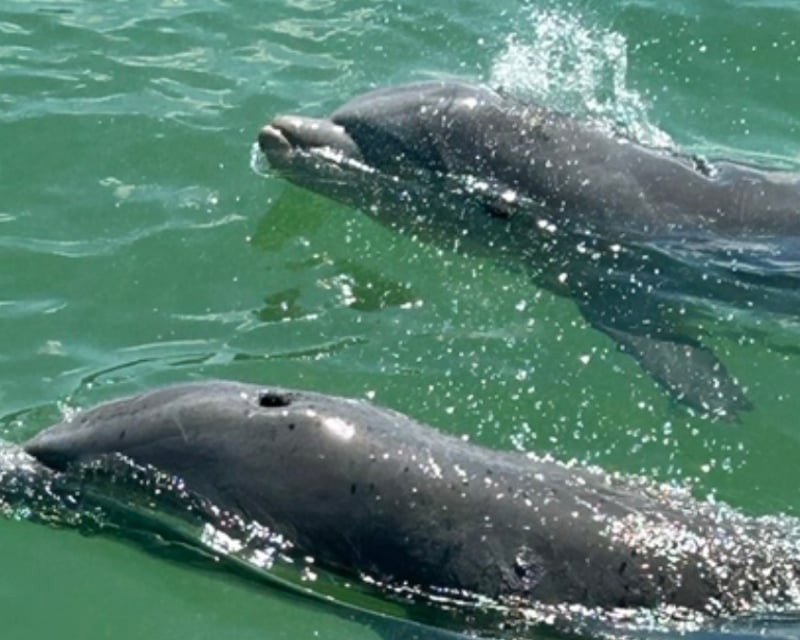 Private Dolphin Watching & Backwater Boat Tour in Naples