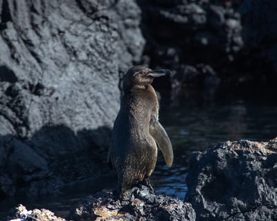 Full-Day Guided Tour of Isabela Island