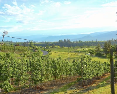Explore Fraser Valley Wineries on a Guided Tour