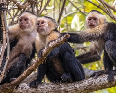 Guided Monkey Tour on the Panama Canal