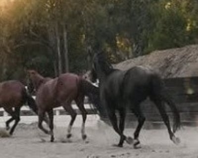 1.5-Hour Guided Horseback Ride in Malibu