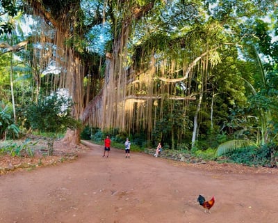 Maui Local Favorites Guided Tour