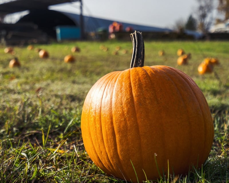 Fall Harvest Pumpkin Train Ride in Chehalis