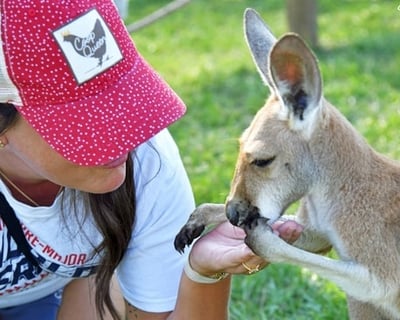 Kangaroo Walkabout in Folsom