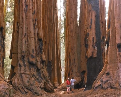 Sunset Guided Hike in Sequoia National Park