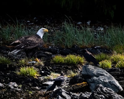 Ketchikan Eagle & Lighthouse Wildlife Cruise
