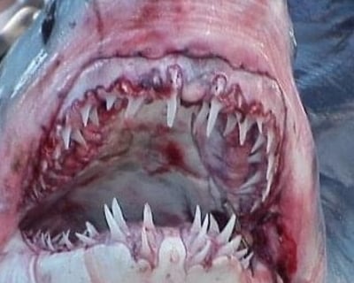 Shark Fishing Charter Off Cape Cod