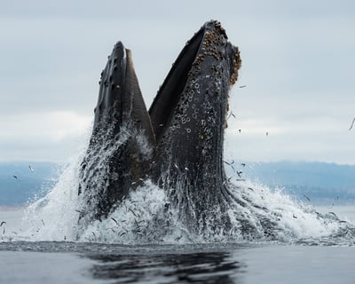 3-Hour Whale Watching Cruise in Moss Landing