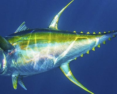15-Hour Offshore Fishing Charter in Pensacola Beach