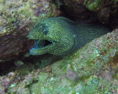 Los Arcos Scuba Dive From Puerto Vallarta