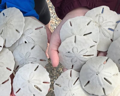 Sand Dollar Island Sandbar Ferry From Beaufort