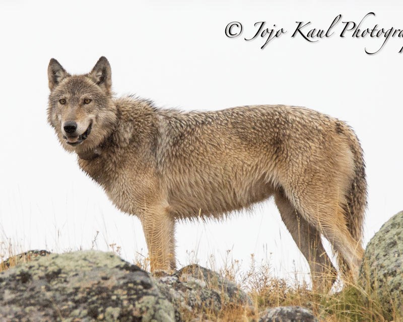 Full-Day Fall Wildlife & Wolf Tour from Livingston