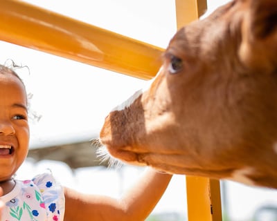 30-Minute Columbus Dairy Farm Tour
