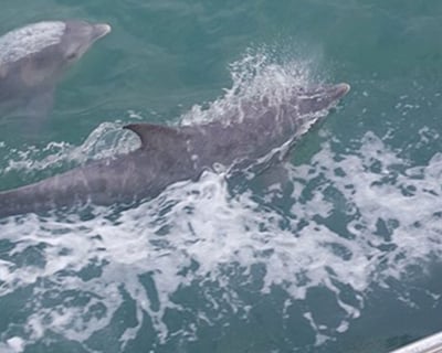 South Padre Island Dolphin Watch Eco-Cruise