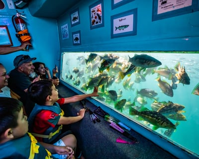 Harbor Sea Lion & Fish Glass Bottom Boat Tour