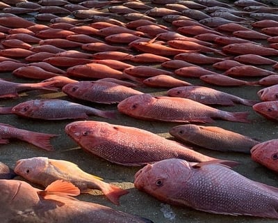 8-Hour Bottom Fishing Charter in Panama City