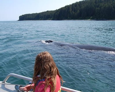 Whale Watch Tour from Icy Strait Point
