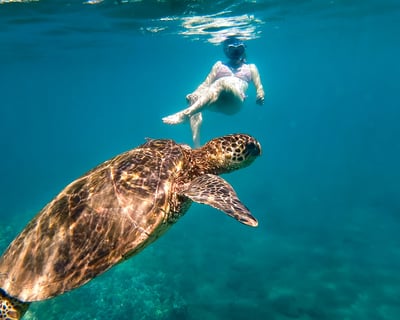 Snorkel Kealakekua Bay Captain Cook Monument Tour