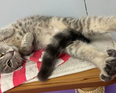 Kalamazoo Cat Cafe Visit