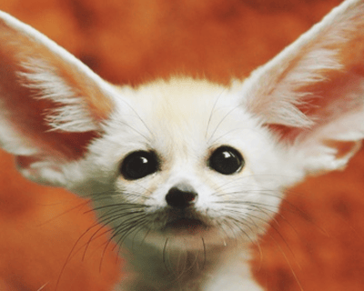 Meet & Learn About Foxes in North Georgia