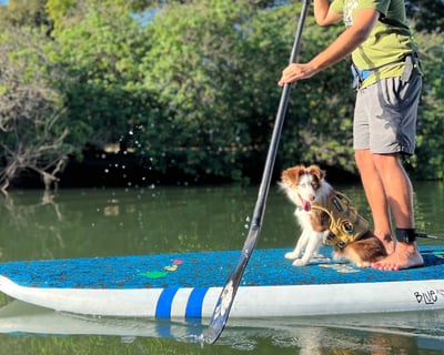 90-Minute Hale'iwa SUP Lesson With Your Dog