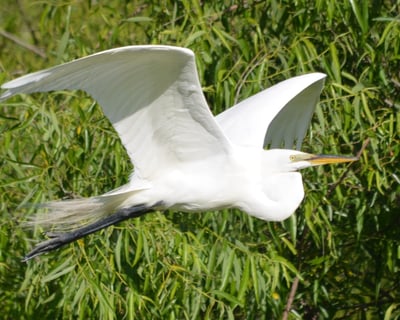 Guided Birding Walk at Pinckney Island