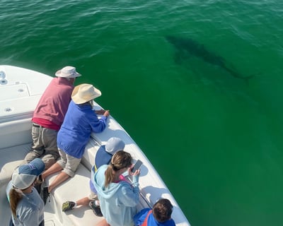 White Shark Guided Cruise in Cape Cod