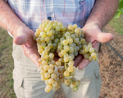 Burleson Winery Tour with 4 Wine Tasting