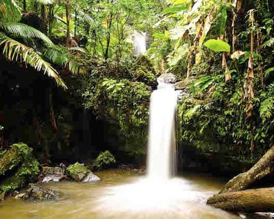 El Yunque Off-the-Beaten-Path Tour