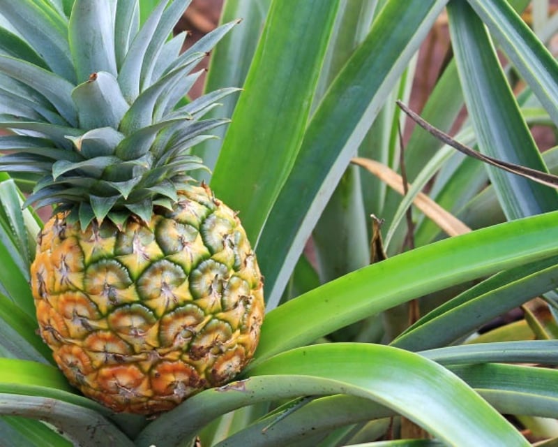 Explore Oahu Grand Circle Tour With Dole Plantation