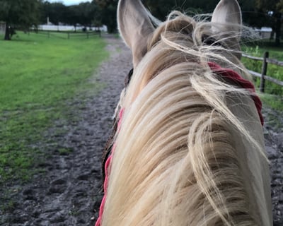 Guided Horseback Trail Ride in Pinellas Park