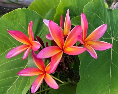 Waimea Canyon & South Shore Private Tour