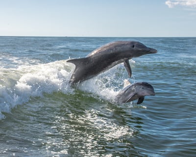 Dolphin & Wildlife Eco Cruise in Fort Myers Beach
