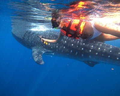 Isla Mujeres Whale Shark Snorkeling Tour