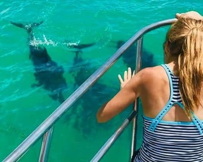Dolphin Charter in Key West