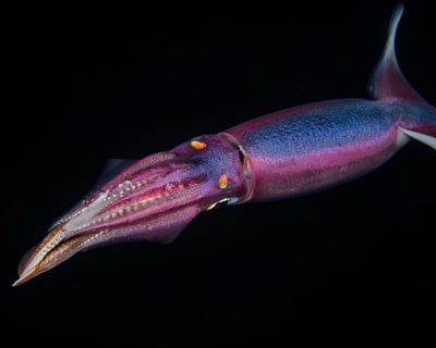 3-Hour Blackwater Night Dive Charter in Kailua-Kona