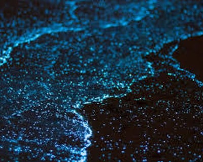 Parguera Bioluminescent Bay Swimming Tour