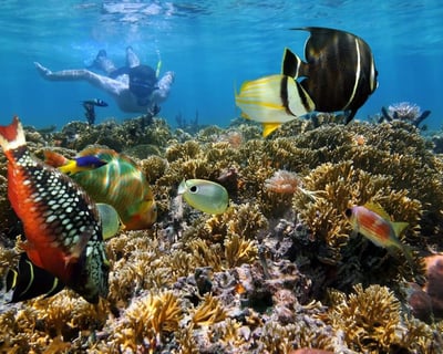 Two Reef Snorkel & Open Bar Sunset Cruise