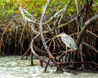 Biscayne Bay Wildlife Encounter