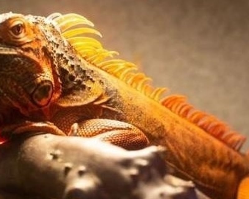 Addon image